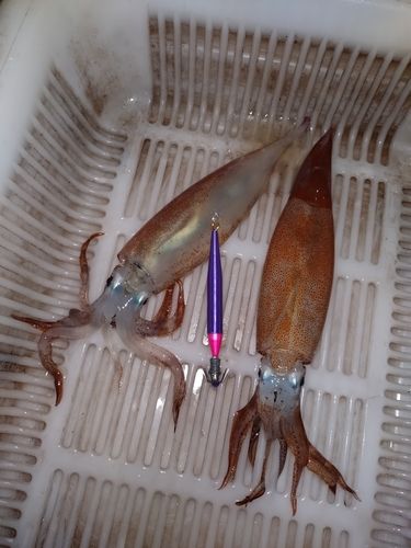 ムギイカの釣果