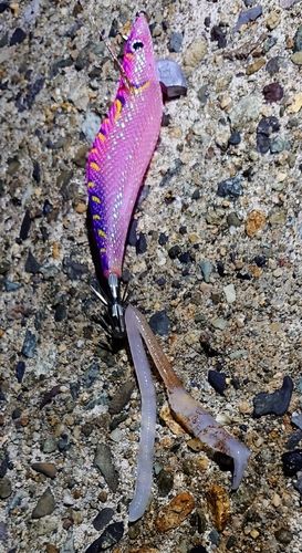 ケンサキイカの釣果