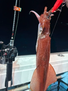 アカイカの釣果