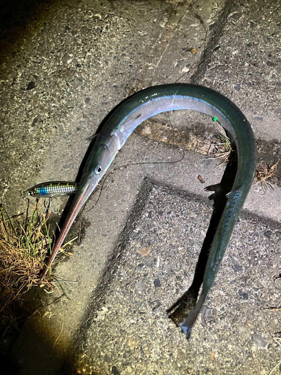 サヨリ