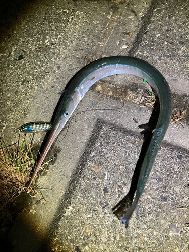 サヨリ