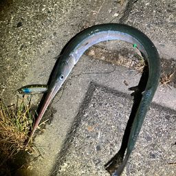 サヨリ