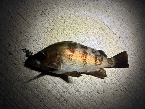 メバルの釣果