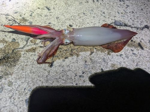 シマメイカの釣果