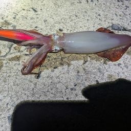 シマメイカ
