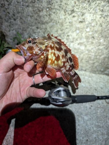 カサゴの釣果