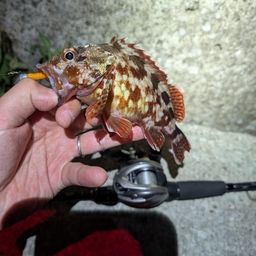 カサゴ