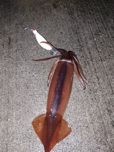 スルメイカの釣果