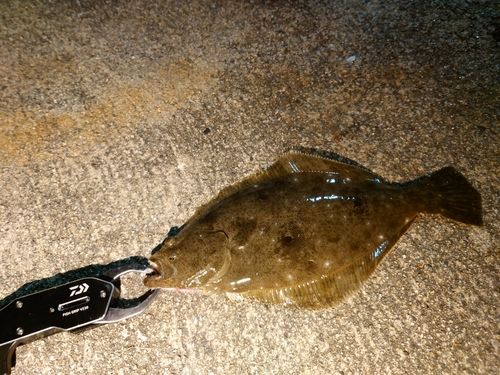 ソゲの釣果