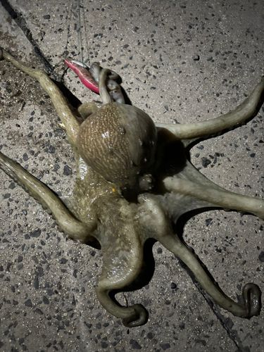 タコの釣果