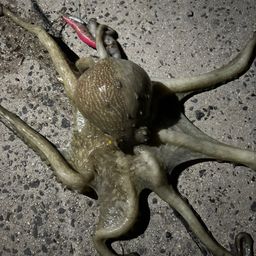 タコ