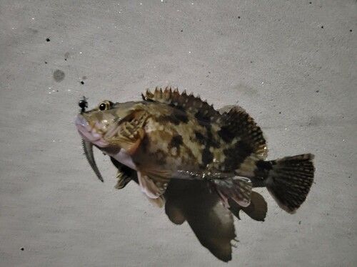 カサゴの釣果