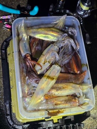 スルメイカの釣果