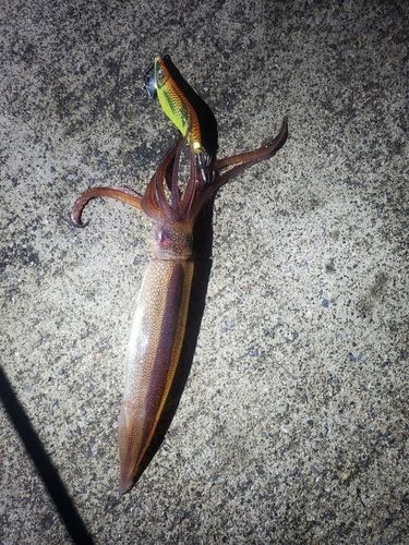 スルメイカの釣果