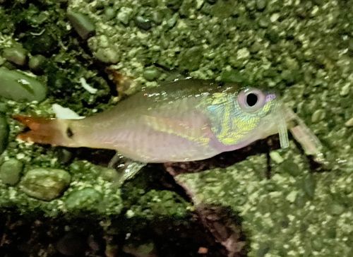 クロホシイシモチの釣果