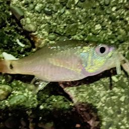 クロホシイシモチ