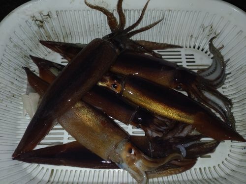 スルメイカの釣果