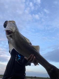 スズキの釣果