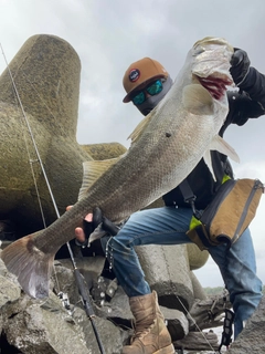 スズキの釣果