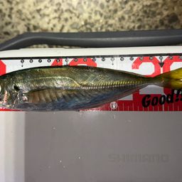 アジ