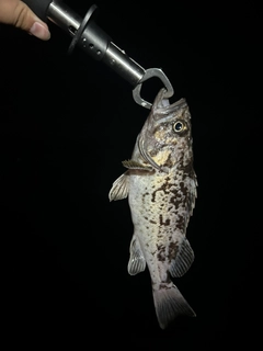 クロソイの釣果