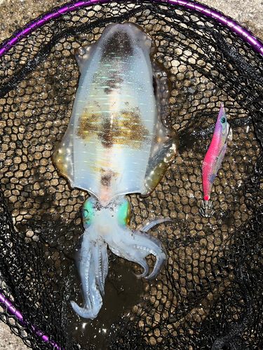 アオリイカの釣果