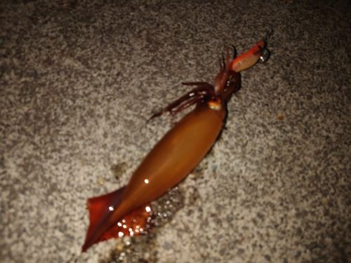 釣果