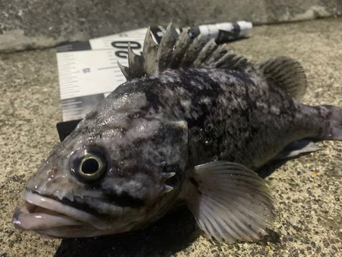 クロソイの釣果