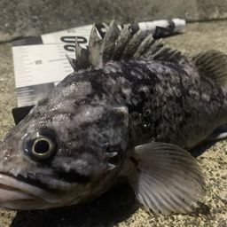 クロソイ