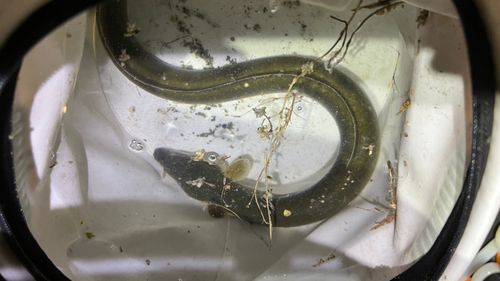 ウナギの釣果