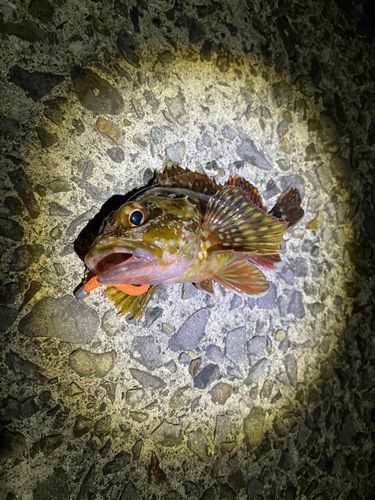 カサゴの釣果
