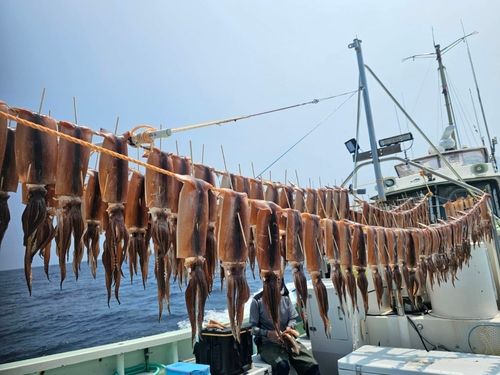 スルメイカの釣果
