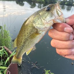 ラージマウスバス