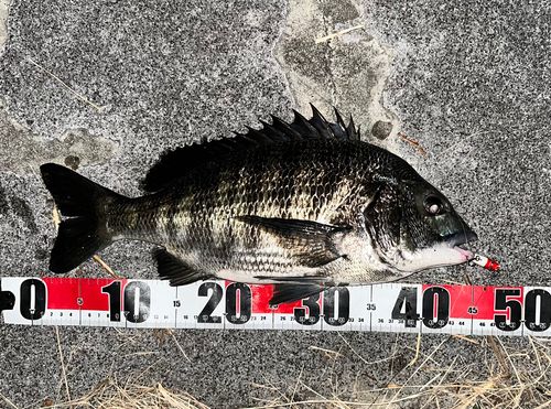チヌの釣果