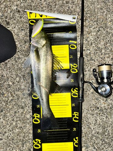 シーバスの釣果