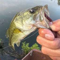 ラージマウスバス