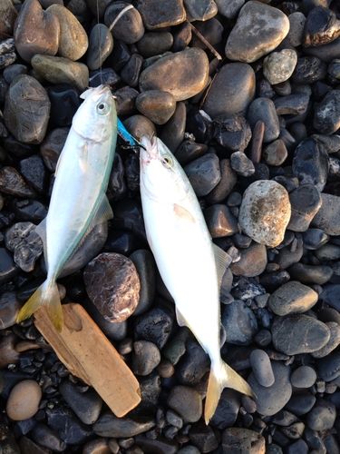 ワカシの釣果