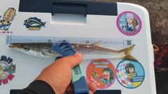 カマスの釣果