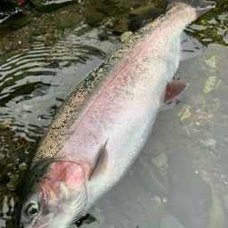 レインボートラウト