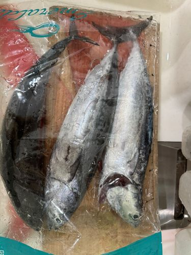 ソウダガツオの釣果
