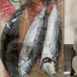 ソウダガツオ