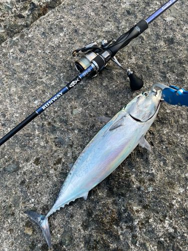 マルソウダの釣果