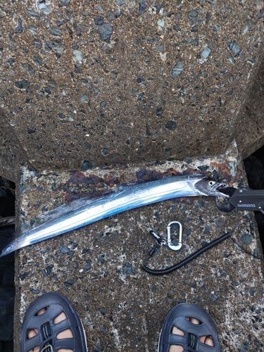 タチウオの釣果