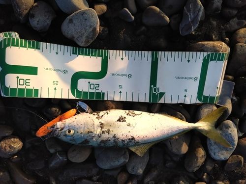 ワカシの釣果