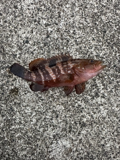 キジハタの釣果