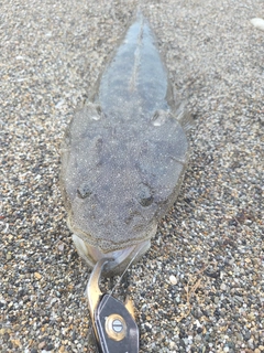コチの釣果