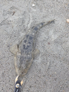 コチの釣果