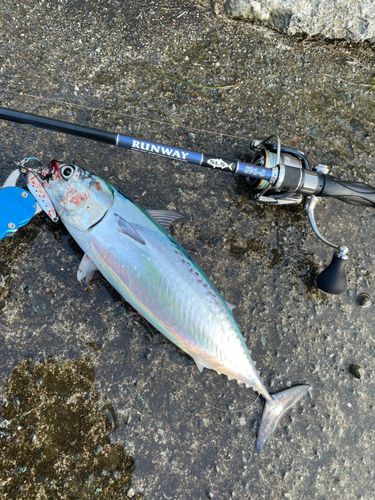 マルソウダの釣果