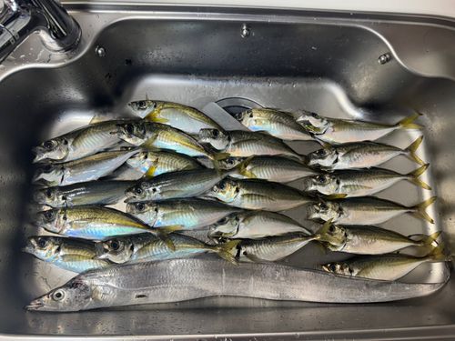 タチウオの釣果