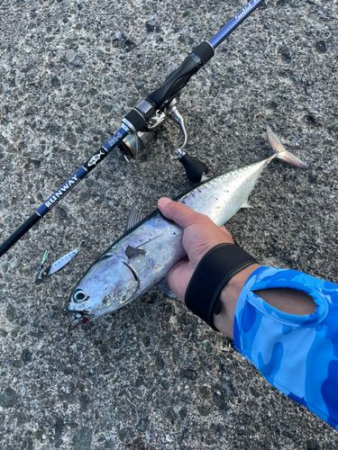 マルソウダの釣果